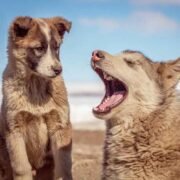 How Nutrition Impacts Your Pet’s Skin and Coat