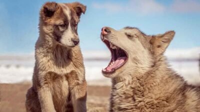 How Nutrition Impacts Your Pet’s Skin and Coat
