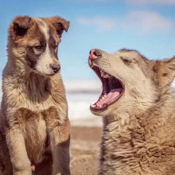 How Nutrition Impacts Your Pet’s Skin and Coat