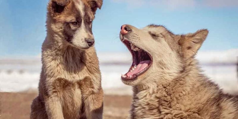 How Nutrition Impacts Your Pet’s Skin and Coat