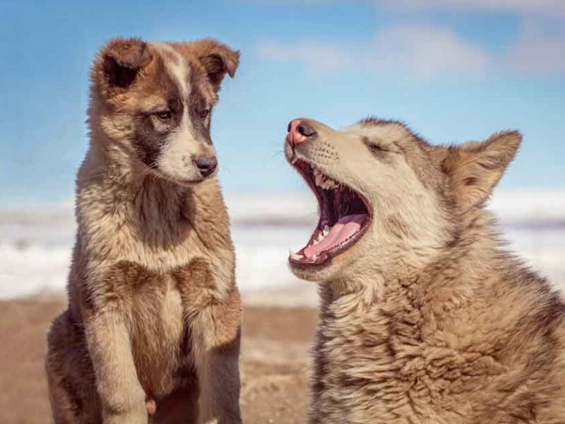 How Nutrition Impacts Your Pet’s Skin and Coat